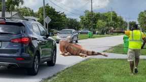 Giant iguana Almost Causes Car Accident on Busy Road!! Florida iguana Removal!