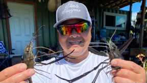 Catch And Cook Freshwater Prawns. Hilo, Hawaii
