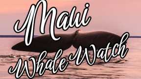 Whale Watch! Maui Hawaii with Footage from Eric West Realtor
