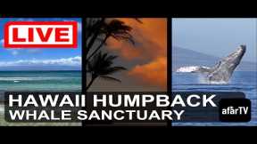 🌎 LIVE: Hawaii Humpback Whale Marine Sanctuary in Maui, Hawaii