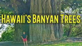 Banyan Trees Hawaii | The History is in the Trees | Pearl Harbor Witness Tree and Hilo Banyan Drive