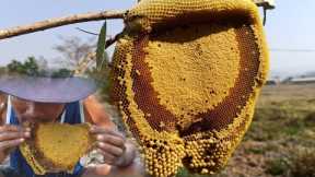 great skill : harvesting honey beehive by bare hands | natural honey | eating raw honey