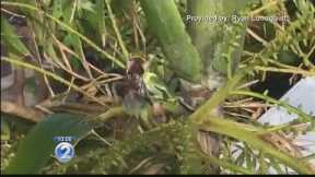 Large lizard caught munching on bird in Windward Oahu
