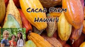 HAWAII TOURS: Cacao Farm Tour and Chocolate Tasting in 4K