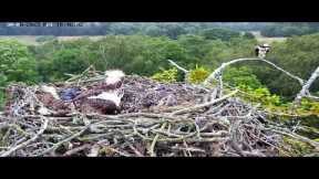 Poole Harbour Osprey Nest Camera - Landscape View