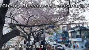 Cherry Blossoms Streets (2023) (part2) - Busan, Korea (Vlog)(Relaxation, Chill mood)(Travel video)