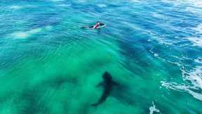 GREAT WHITE SHARK SWIMS THROUGH PRO SURFERS AT JEFFREYS BAY