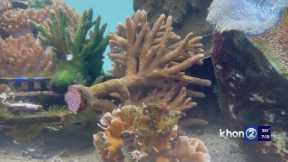 Dangerous, invasive coral species found in Pearl Harbor