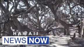 'Only job I’ve ever had': Man who cared for historic banyan tree returns to Lahaina