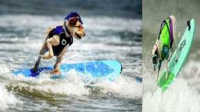 🌊Surfing Dogs Ride Waves to Fame at World Championships in Pacifica 🌊