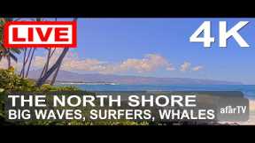 🌎 LIVE in 4K: The North Shore Beauty of Oahu, Hawaii
