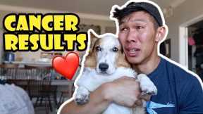 Results From My Corgi's Cancer Scan || Life After College: Ep. 766