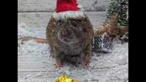 Rat Wars: Festivities in the Trenches