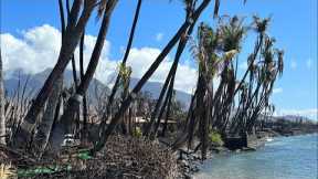 What Does Baby Beach on Maui Look Like Today? Lahaina Fire Update November 24th 2023