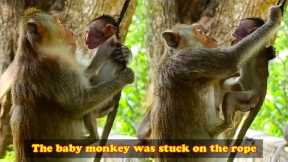 Baby monkey was naughty and got caught in the rope. Mother monkey stupidly tried to pull baby out