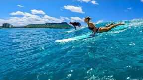 WAIKIKI SURF DREAM | Beautiful Longboard Waves in Hawai'i | RAW POV