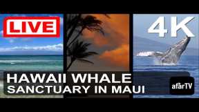 🌎 LIVE in 4K: Hawaii Humpback Whale Marine Sanctuary in Maui, Hawaii