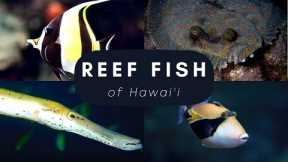 Top 20 Reef Fish found in Hawai'i
