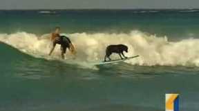 Waikiki surfing dog  Waikiki surfing lessons.  Oahu, Hawaii
