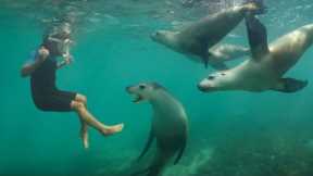 SMALL BITE! 5 YR OLD Free Dives with WILD SEA LIONS in AUSTRALIA!