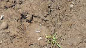 Something Happened Yesterday With Us On The River And Footprints A mile From Our house