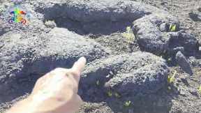 Wandering on lava with a HUGE surprise.   Hawaii Volcanoes National Park