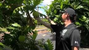 ‘It’s grown with love’: Produce partnership helps Hawaii families in need
