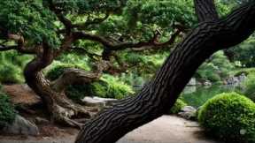 Aging Japanese Gardens: Timeless Design and the Zen Philosophy of Change