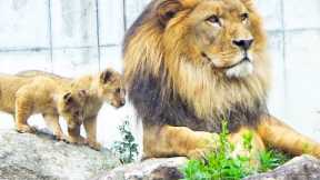 Lion Dad Earth vs. Fearless Triplets: Tail-Chasing Chaos🦁😂