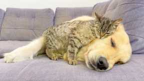 Adorable Kitten Fell Madly In Love with Golden Retriever — Cutest Friendship Ever!
