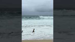 Surfing Pipeline in Hawaii!! #waves #beach #surfinghawaii #pipeline #surf #surfing #beautiful #wave