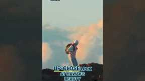 Hawaii Without Crowds: Authentic Tours by Daniels Hawaii #shorts