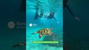 Hawaiian vacation #shorts #vacation #hawaii