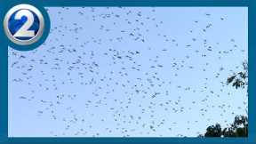 Pesky parakeets causing Hawaii food production woes