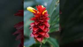 Why You Should Visit the Maui, Hawaii for Christmas Time 2026